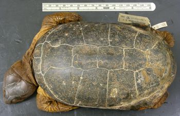 Media type: image; Herpetology R-30016